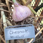 Chesnok red garlic, just picked.
