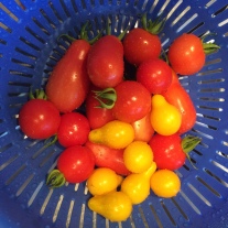 Cherry, plum and yellow pear tomatoes